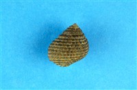 藏品(草蓆鐘螺)的圖片